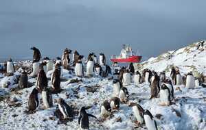 Число пингвинов на Галиндезе растет каждый сезон