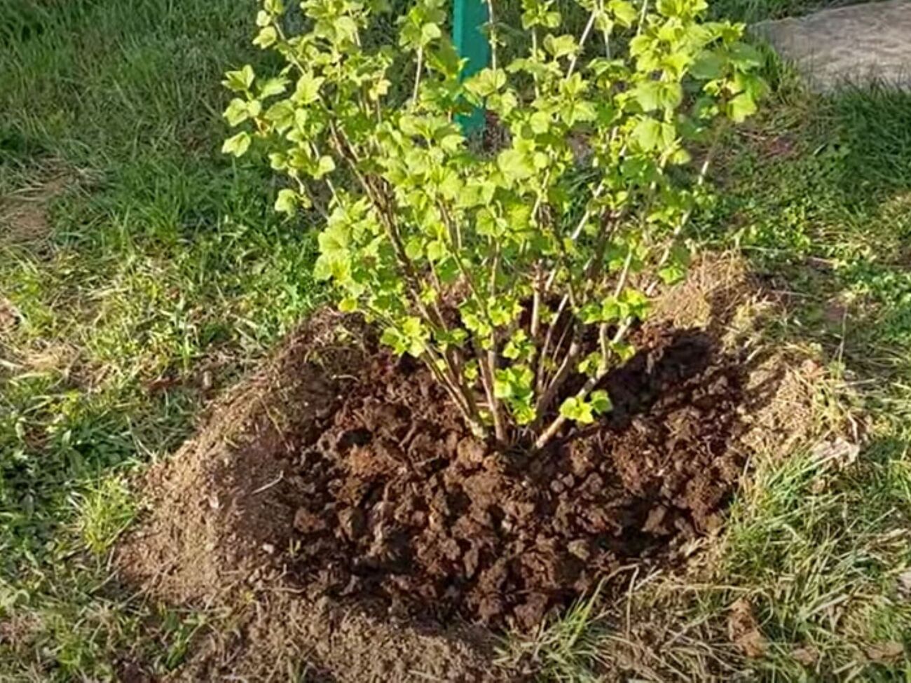 Удобрение кустов смородины проводится после обрезки и обработки от вредителей