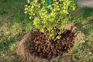 Удобрение кустов смородины проводится после обрезки и обработки от вредителей