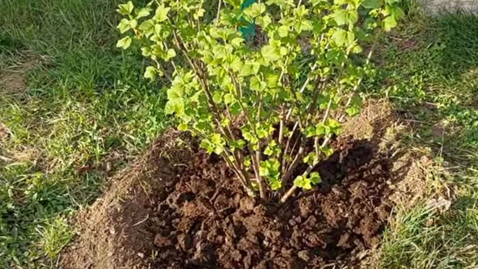 Підживлення кущів смородини проводять після обрізання та оброблення від шкідників