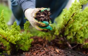 Мульчирование является эффективной защитой участка от сорняков