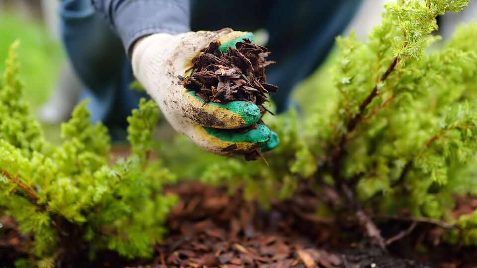 Мульчирование является эффективной защитой участка от сорняков