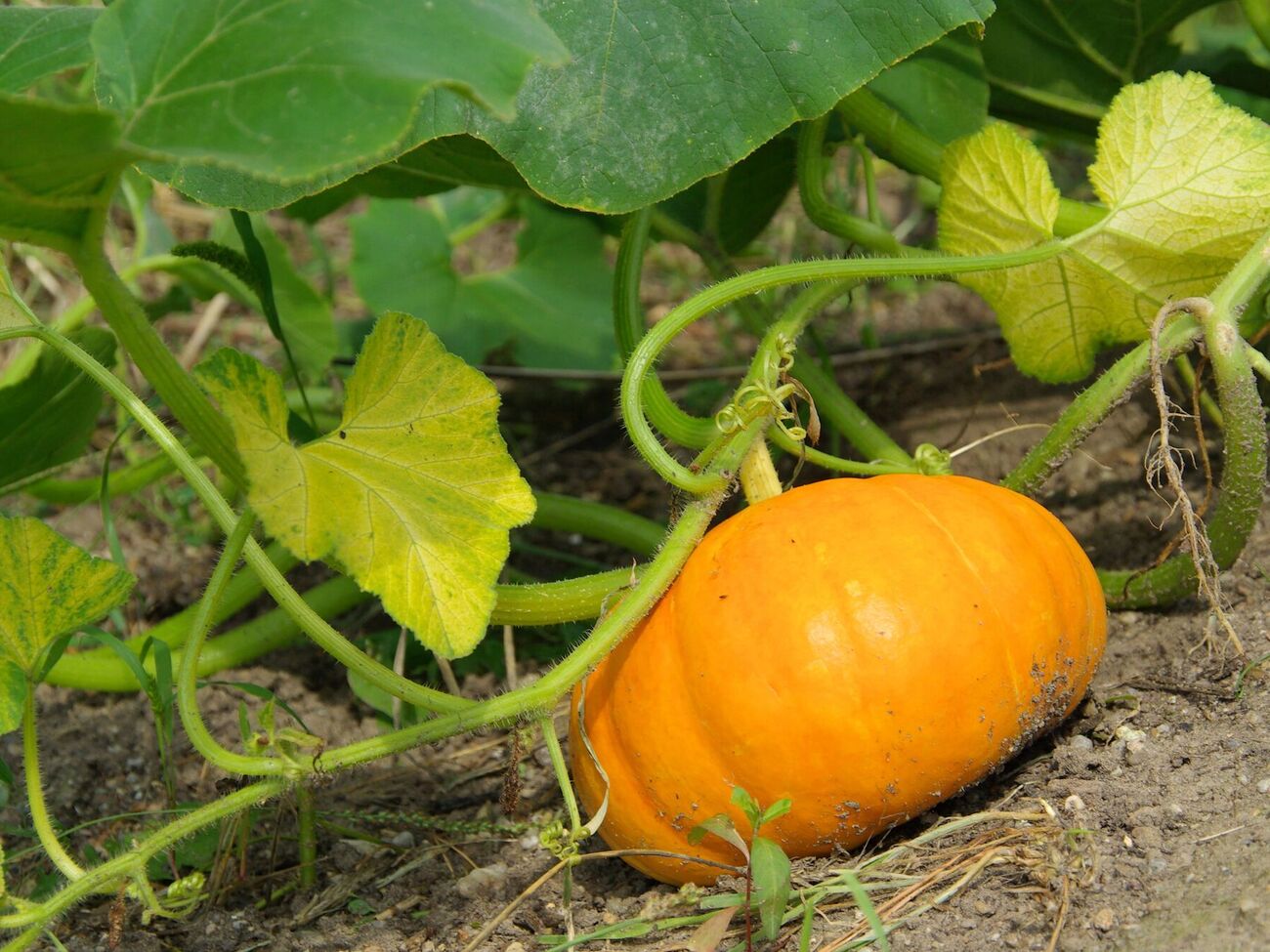 Городники рекомендують сіяти гарбуз, орієнтуючись насамперед на погоду і дочекавшись стабільно теплих днів без нічних заморозків