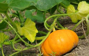 Городники рекомендують сіяти гарбуз, орієнтуючись насамперед на погоду і дочекавшись стабільно теплих днів без нічних заморозків