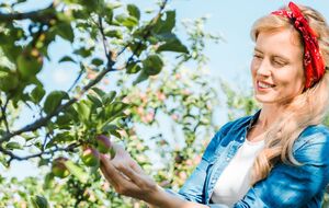 Для здоровья плодовых деревьев нужно обезопасить их от вредителей