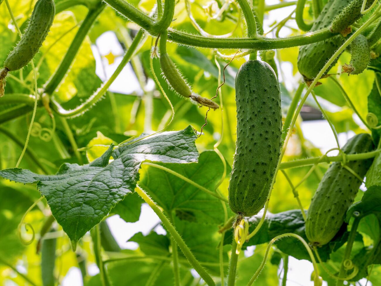 В жаркие дни огурцам нужен частый полив – ежедневно или через день нужно поливать теплой водой
