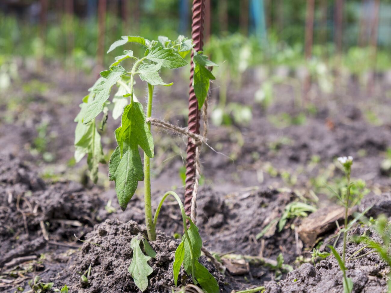 Подкормка из куриного помета подходит для огурцов, малины, помидоров, а также для декоративных цветов