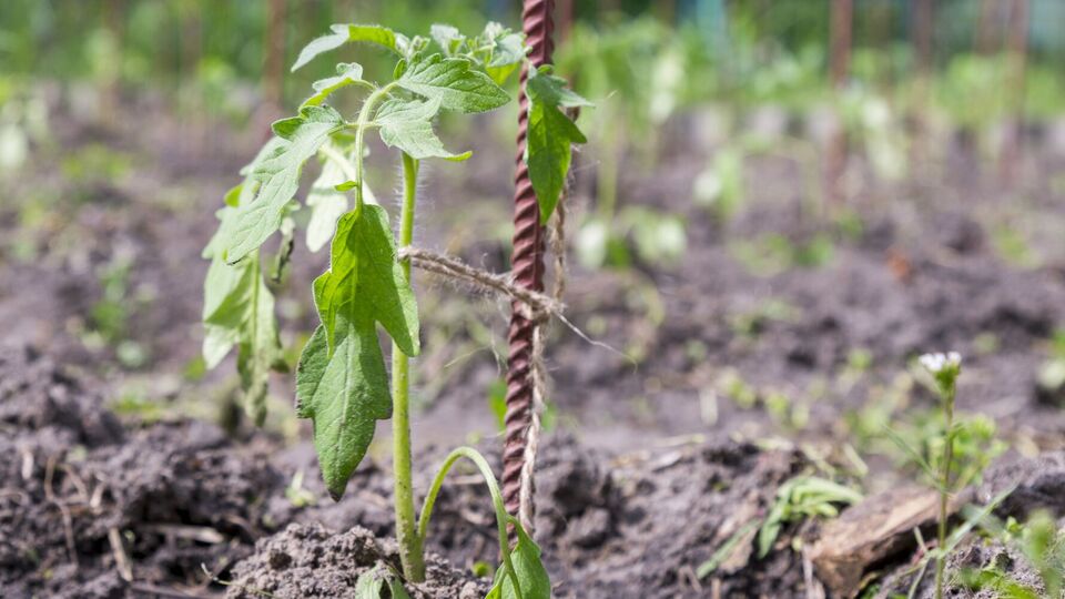 Подкормка из куриного помета подходит для огурцов, малины, помидоров, а также для декоративных цветов