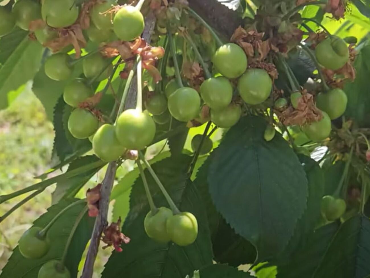 Гаранжа: Вишневая муха откладывает яйца на черешню, черви вгрызаются в плоды, и на выходе мы получаем червивые вишни и черешни