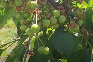 Гаранжа: Вишневая муха откладывает яйца на черешню, черви вгрызаются в плоды, и на выходе мы получаем червивые вишни и черешни