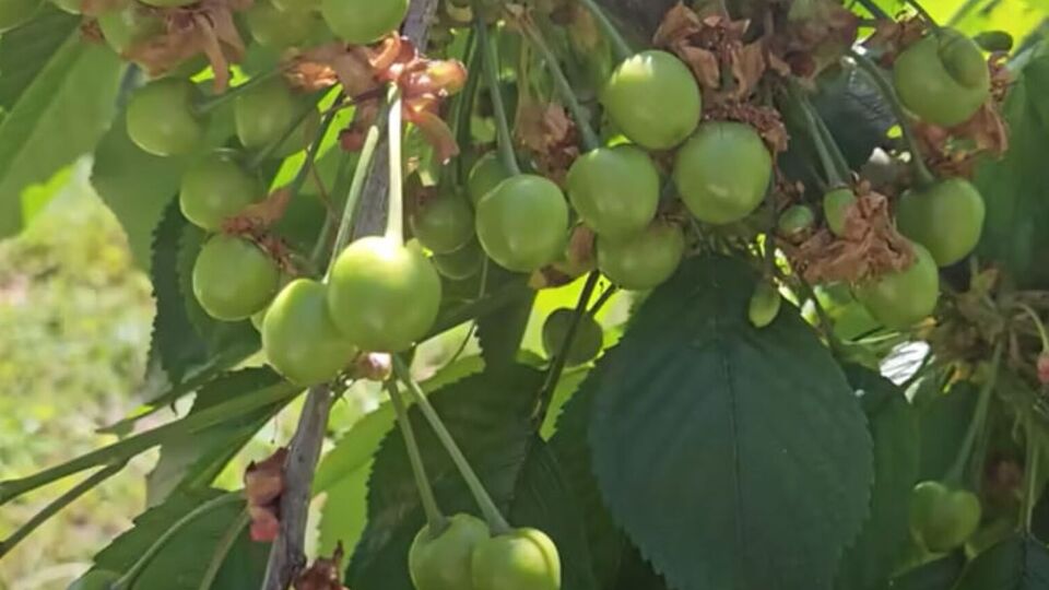 Гаранжа: Вишневая муха откладывает яйца на черешню, черви вгрызаются в плоды, и на выходе мы получаем червивые вишни и черешни