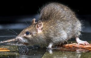 Науковці ще не з'ясували, як хвороба передається від щурів людині