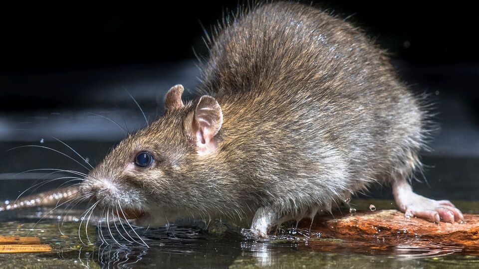 Науковці ще не з'ясували, як хвороба передається від щурів людині