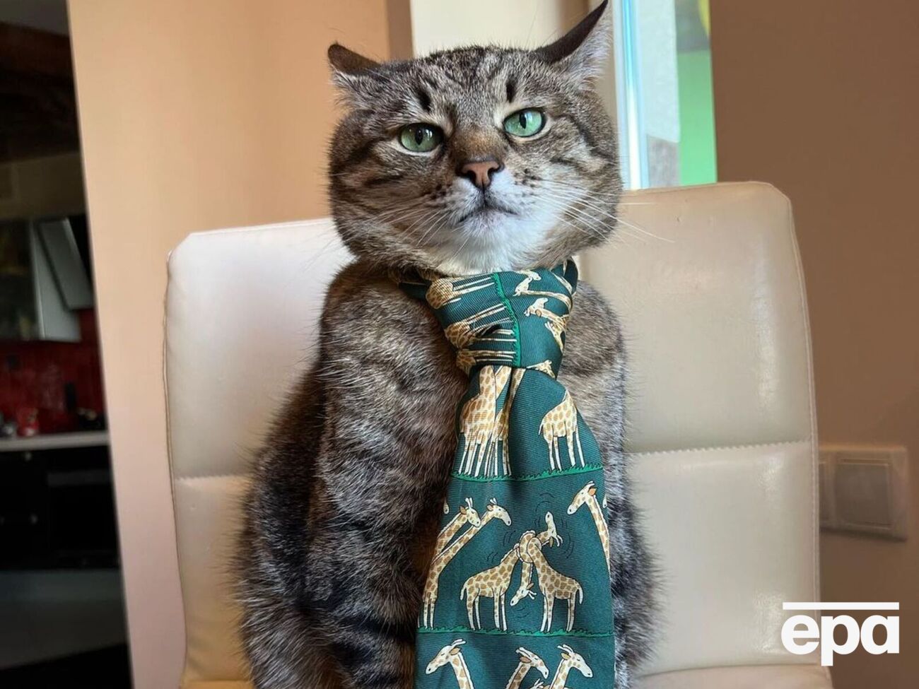 Кіт Степан: Я дуже щасливий кіт, бо ви в мене є. Моя сім'я і я вдячні кожному з вас, хто допоміг донатами, підтримкою, хто турбувався про нас