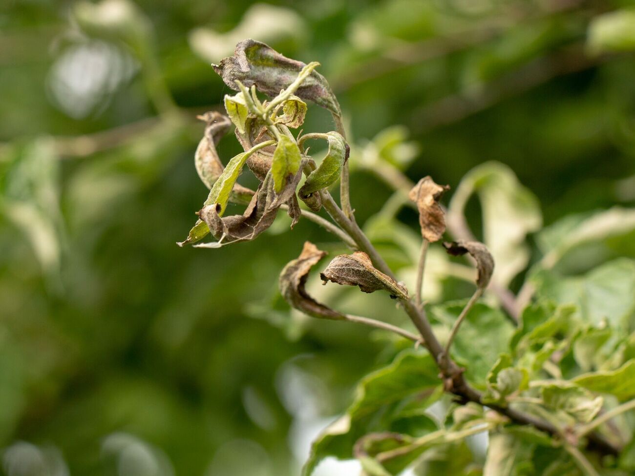 Засохшее растение нужно реанимировать постепенно