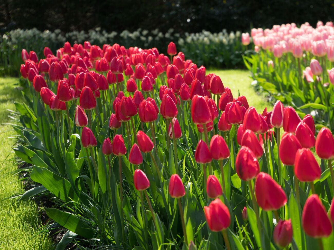Обрезать листья с тюльпанов после того, как они отцвели, не рекомендуется