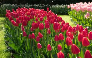 Обрезать листья с тюльпанов после того, как они отцвели, не рекомендуется