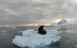 Морские котики скапливаются в районе "Вернадского" во время сезонных миграций