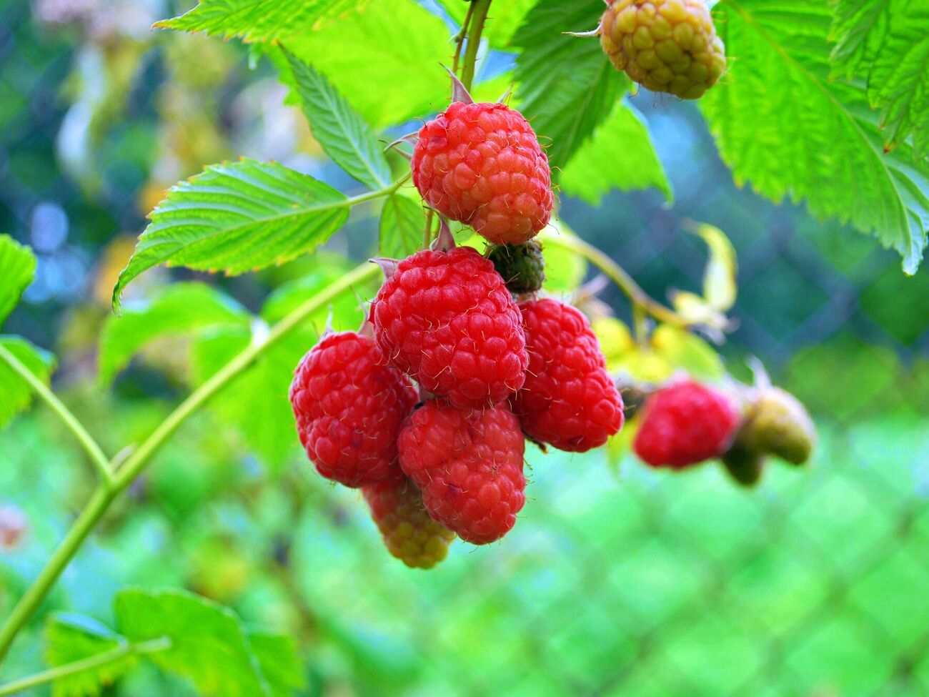 Малину можно посадить возле ограждения