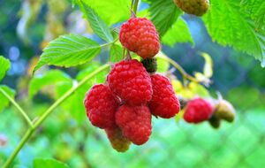 Малину можно посадить возле ограждения