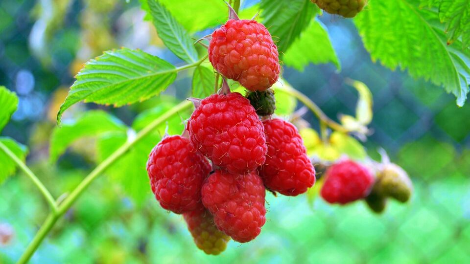 Малину можно посадить возле ограждения