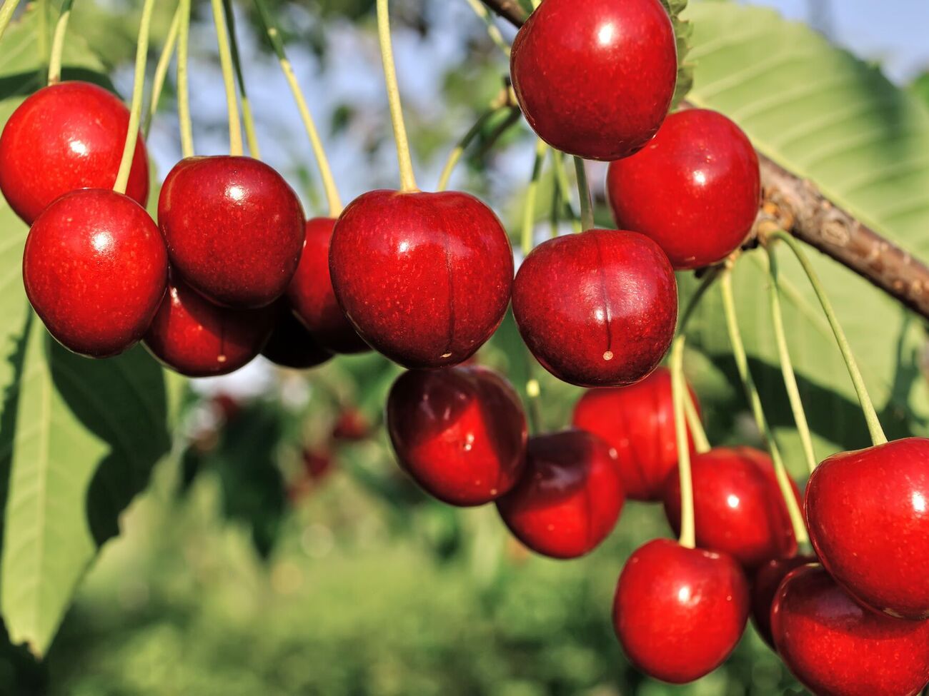 Чтобы прикрыть одно небольшое дерево, автор видео рекомендует приобрести сетку размером 5х5 м