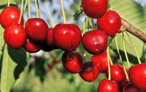 Чтобы прикрыть одно небольшое дерево, автор видео рекомендует приобрести сетку размером 5х5 м