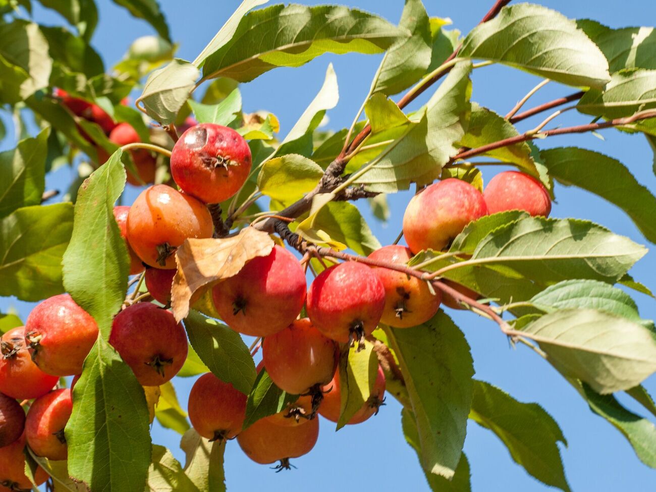 Промені, котрі падають на пакети з водою, створюють віддзеркалення, яке може налякати мух, комарів та інших шкідників