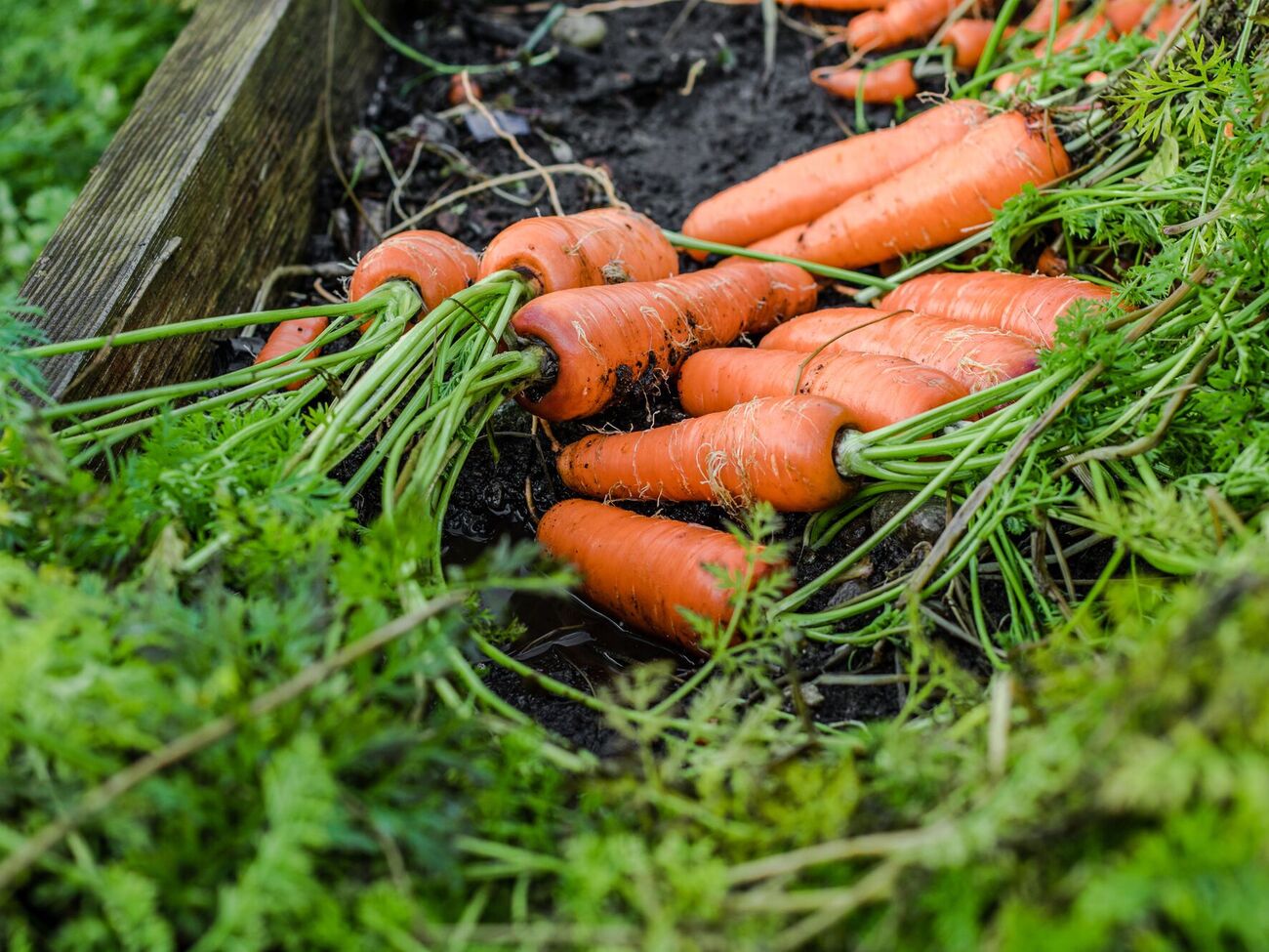 Моркови необходимы азот, фосфор, бор и калий