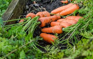 Моркови необходимы азот, фосфор, бор и калий