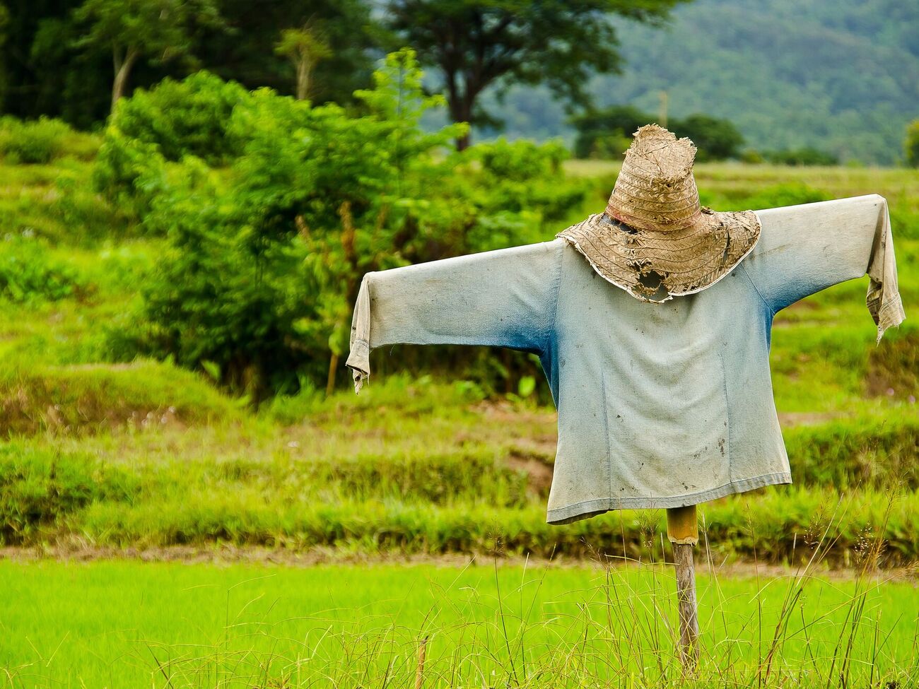 Пугало – один из проверенных методов