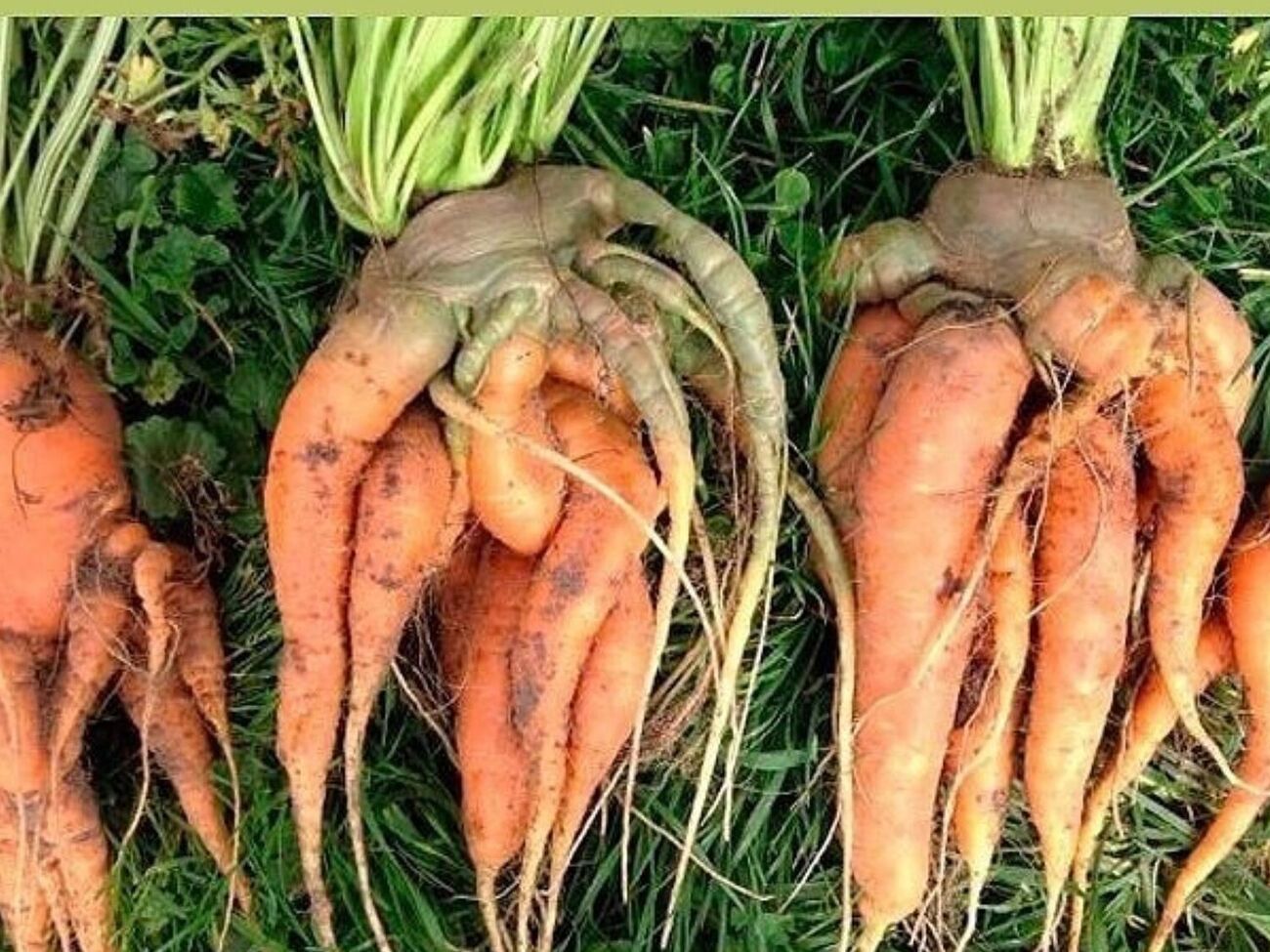 Морква росте кривою через неправильне поливання