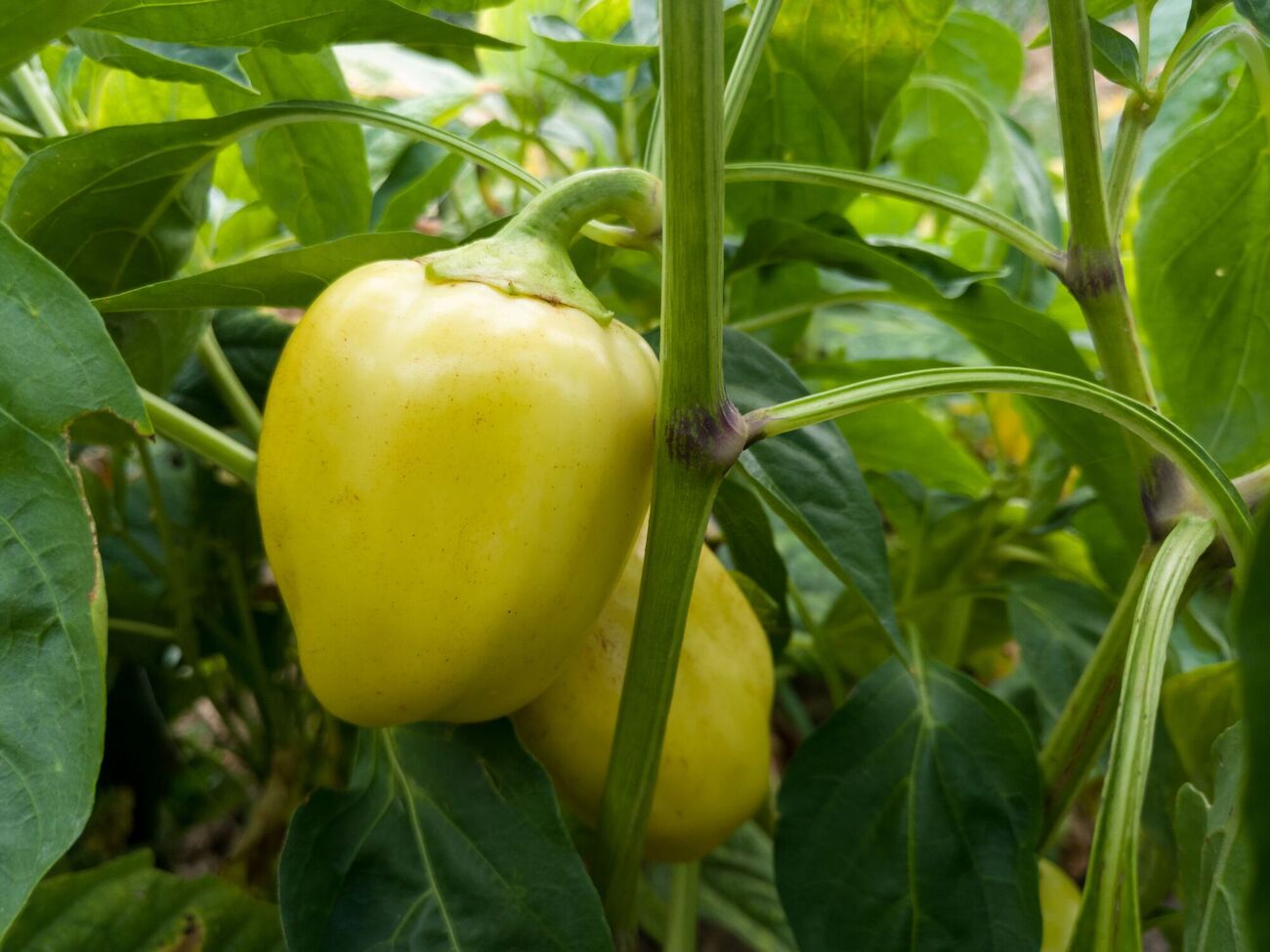 Процеженное после настаивания пшено можно использовать в качестве органического удобрения на участке с перцами