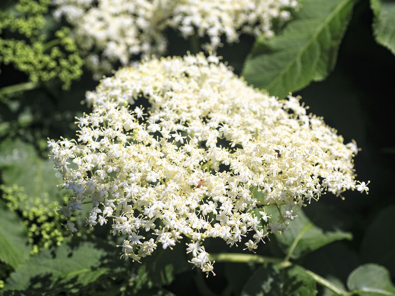 На 5 л воды понадобится 20 соцветий бузины