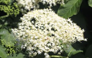 На 5 л воды понадобится 20 соцветий бузины