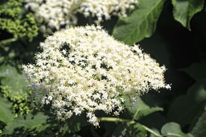 На 5 л воды понадобится 20 соцветий бузины