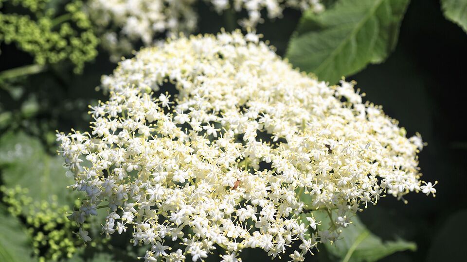 На 5 л воды понадобится 20 соцветий бузины