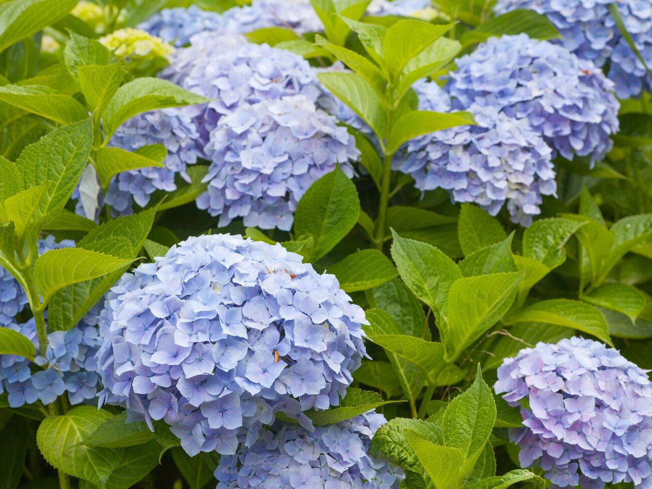 Гортензии нужно поливать под корень