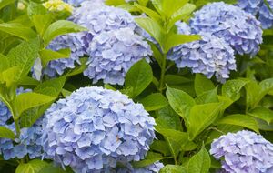 Гортензии нужно поливать под корень