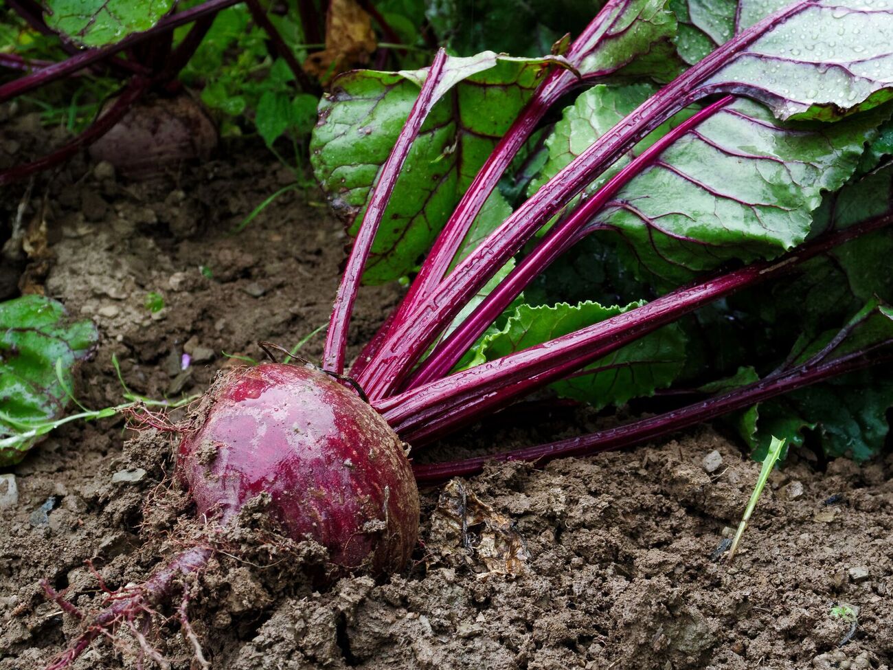 Городники використовують сіль для покращення смаку буряків