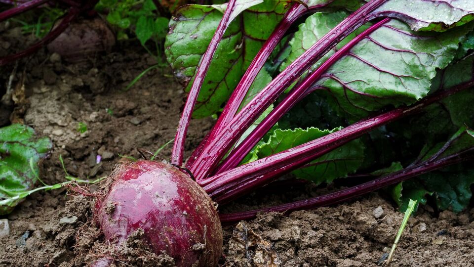 Городники використовують сіль для покращення смаку буряків