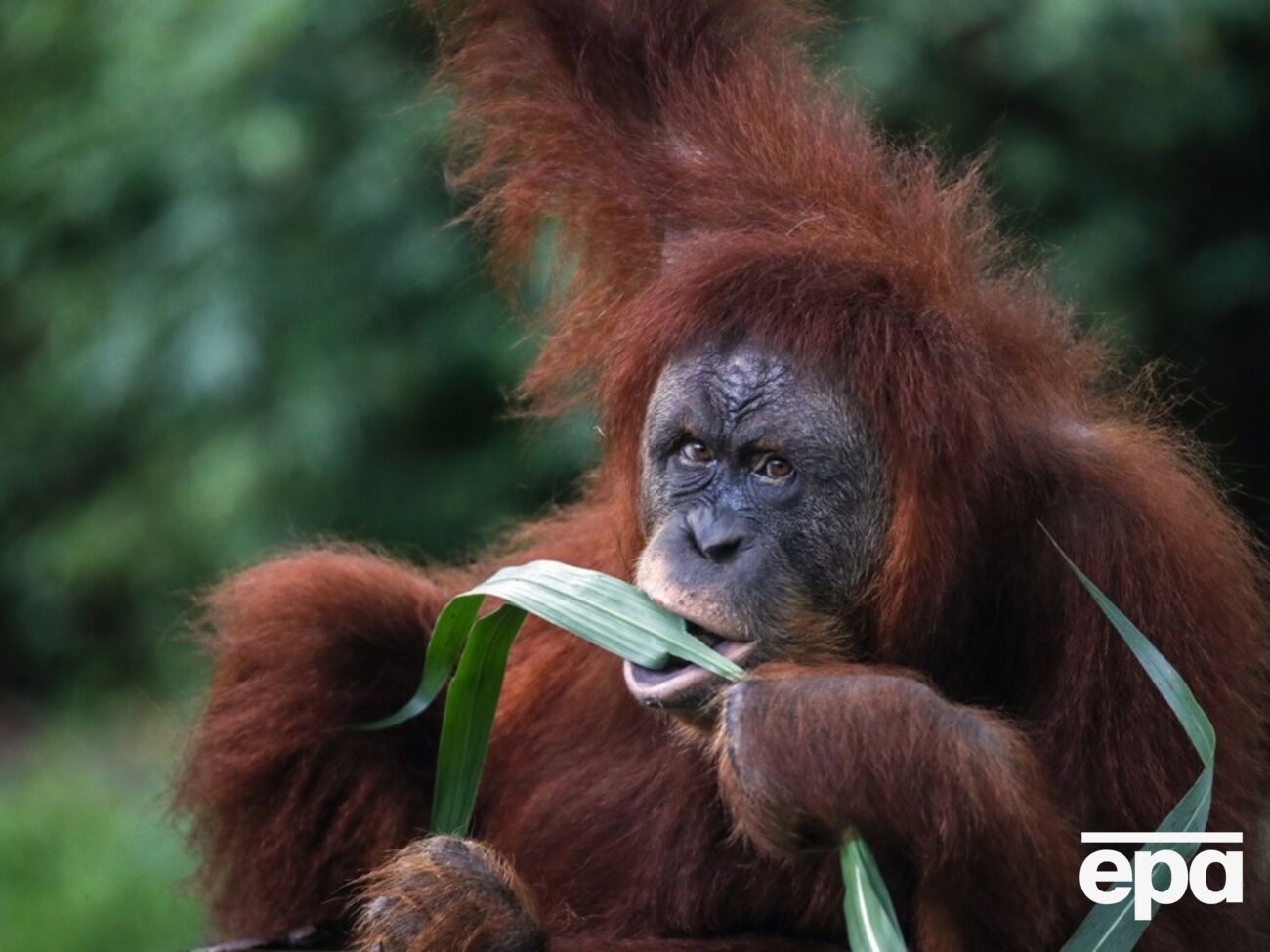 Получив ранение лица, взрослый суматранский орангутан Ракус обработал его растением с анальгетическим и противовоспалительным действием