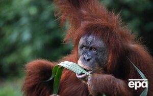 Получив ранение лица, взрослый суматранский орангутан Ракус обработал его растением с анальгетическим и противовоспалительным действием