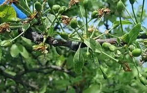 Для обработки сада блогер использует баковую смесь, приготовленную из инсектицида и фунгицида