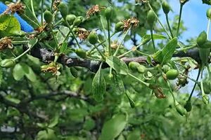 Для обработки сада блогер использует баковую смесь, приготовленную из инсектицида и фунгицида