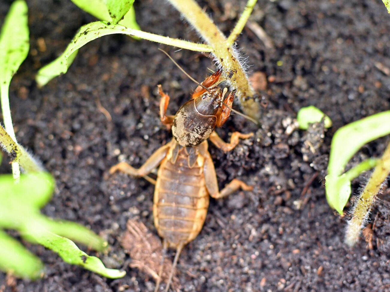 Медведку можно обнаружить по звукам, которые она издает