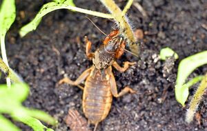 Медведку можно обнаружить по звукам, которые она издает