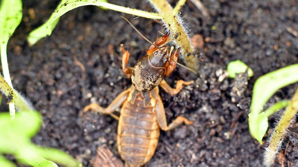 Медведку можно обнаружить по звукам, которые она издает