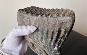 Зуб хотели переправить под видом металлического изделия