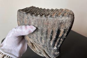 Зуб хотіли переправити під виглядом металевого виробу